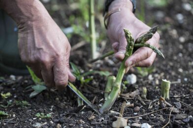 How to grow asparagus from seed like a pro