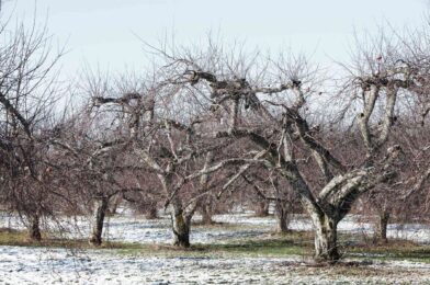 I have owned an orchard for over 20 years — how I take care of my trees in winter