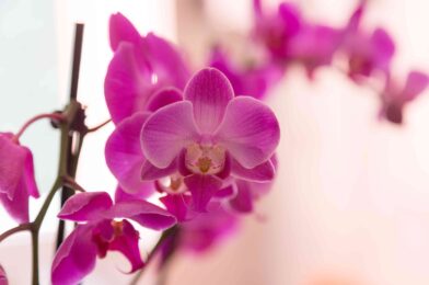 Do orchids need sunlight? How much they actually need to progress