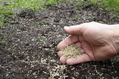 The cutting cut is the task for the care of the institute you need to know before spring