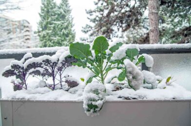 Winter is the best time to grow these bitter wishes, say gardener