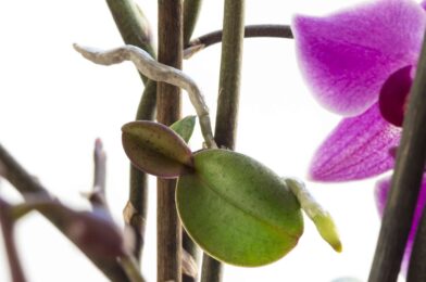 Do not propagate orchid sheets in rice