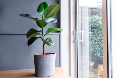 How to wipe the rubber plant as a pro