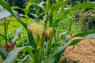 10 vegetables that are difficult to grow (and what rise instead)