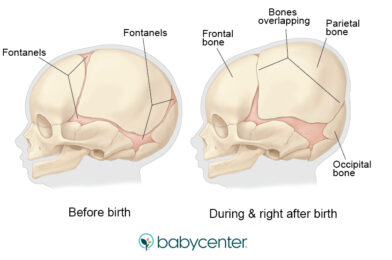 How many bones were babies born?