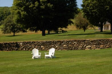 Why planting seed leads to a better lawn