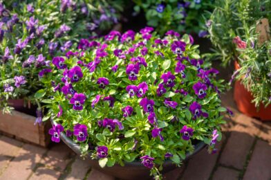 5 phenomenal plants for the gardens of spring