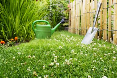 When you get a weed killer on your lawn on spring