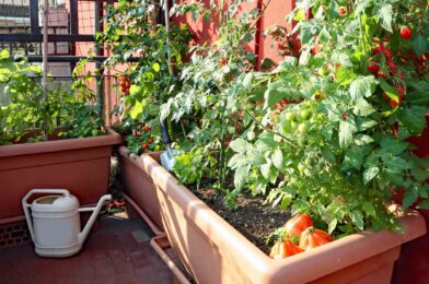 6 Tomato tips in small spaces, so they progress, they say vortices