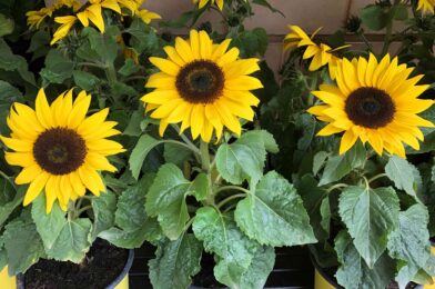 How to plant and grow sunflower in the saxima in the right way