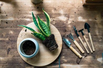 How to pay a plant without killing, according to pro pro garders