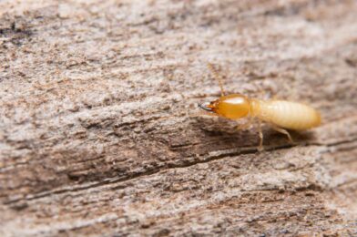 9 Early signs of the termite warning in your home (and what to do)