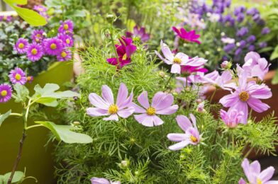10 Fast growing seeds of flowers to add the current color to your garden