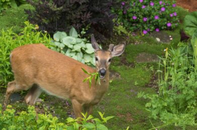 7 Ways to Stay Arena from Your Yard, so don’t eat your plants