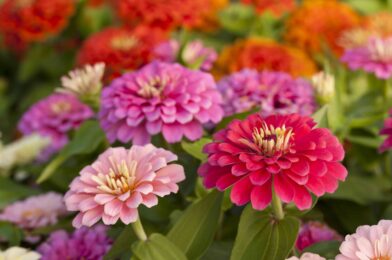 11 Best Socializing Plants for Zinnie for Healthier Bloom