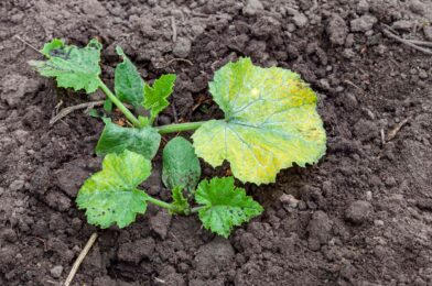 7 reasons why your young zucchini plant has yellow leaves