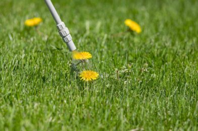 Can you spray weed killer on the lawn before the rain?