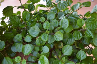 How to grow and take care of the Swedish ivy in the right way