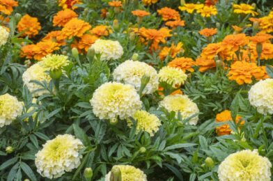Are marigolds perennial or annual? It depends on the type