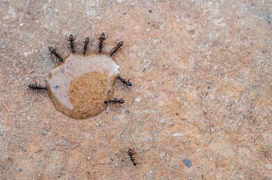 Does borax actually kill ants? We asked Pest Pro