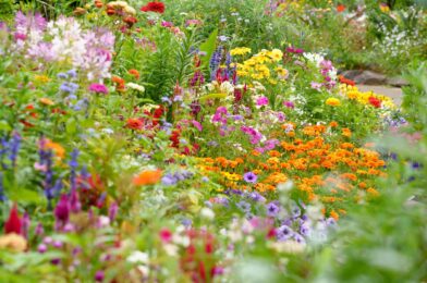 12 edible flowers for plant now for beautiful and delicious blooms all summer