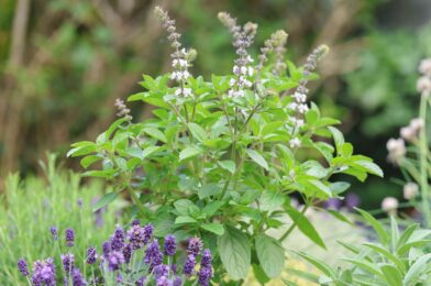 Keep your basil from floring to save the plant, say gardener