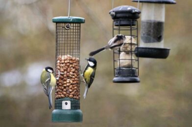 How to clean the bird feeder with vinegar like cleaning