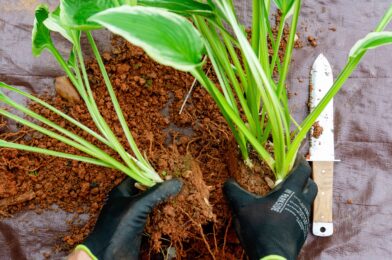 When and how to divide and share hostas to double your leaves
