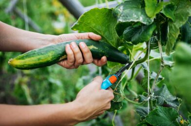 7 Simple Trimming Tips to save your cucumber plants