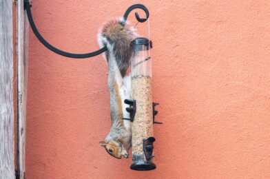 How to keep squirrels from the bird feeder: 12 ways