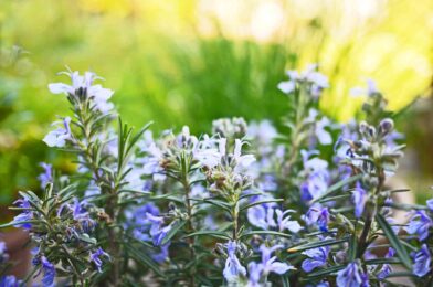 When and how to pick rosemary like professionals