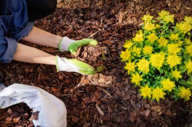We asked the training grade How often should you replace Mulch and everyone agreed