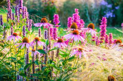 14 herbal couples Gardeners are sliding for a healthier, happier garden