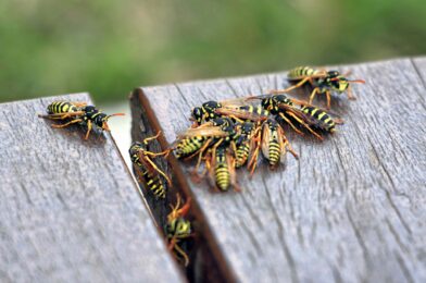 8 unexpected things that could attract waste to your yard