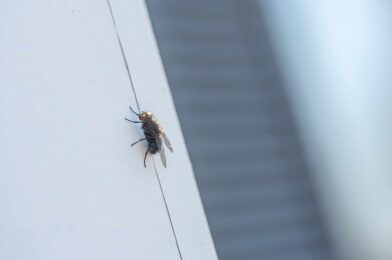 Can this one do really escape? Entomologist says he thinks again
