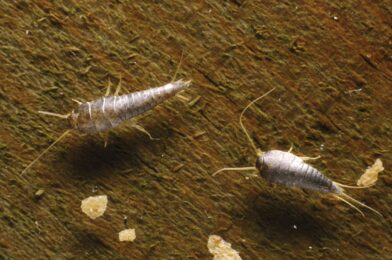 How to get rid of silver fish quickly and keep them back