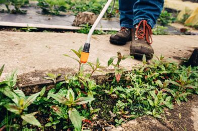Hot water makes a big killer weed – how to use it