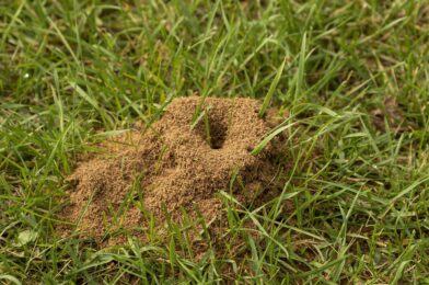 Skip insecticide – 5 natural solutions that will solve any ant in your yard