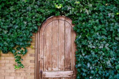 7 commonples of plants that could actually damage your home