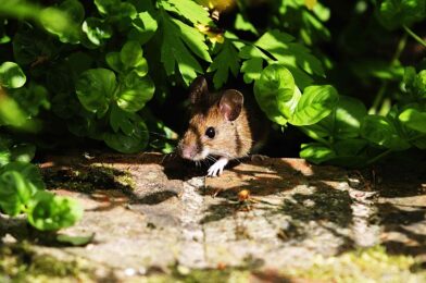 How to get rid of Polish mice and keep them back