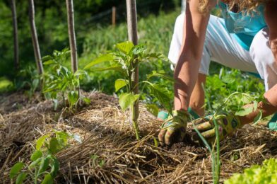 Should you torture your herb garden? We asked an expert