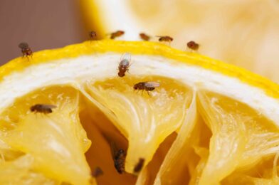 Tired of fruit fly? This two-step spray acts quickly and smells incredibly