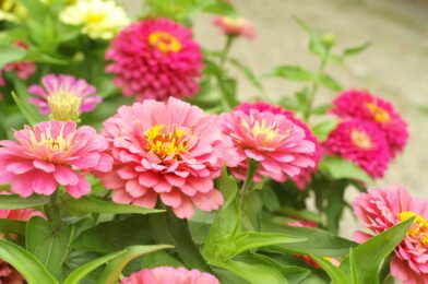 How to make zinnias Bloom again (and again) before the summer ends