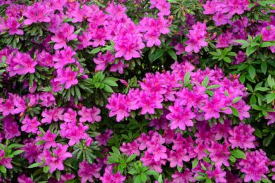 7 shrubs should never grow near azalaya, toward gardeners