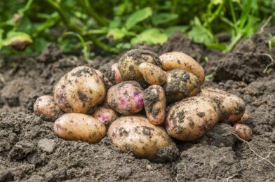 Growing potatoes? Here’s how long they really need to grow