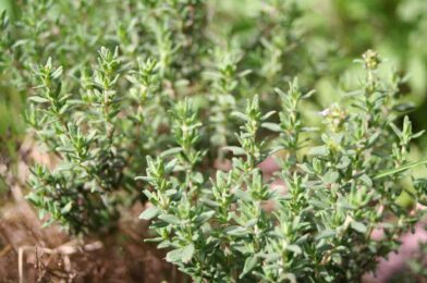 How to harvest thyme, so that growing fuller and stronger