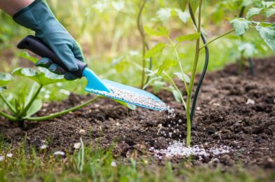 Never use this type of fertilizer – can harm your garden and soil