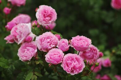 What to do when your roses were in the heat (even if you just water them)