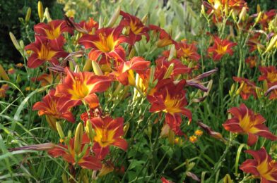 These 8 plants will actually thank you if you ignore the whole july