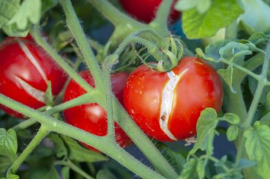3 reasons your tomatoes are shared before it mature and how to quickly fix